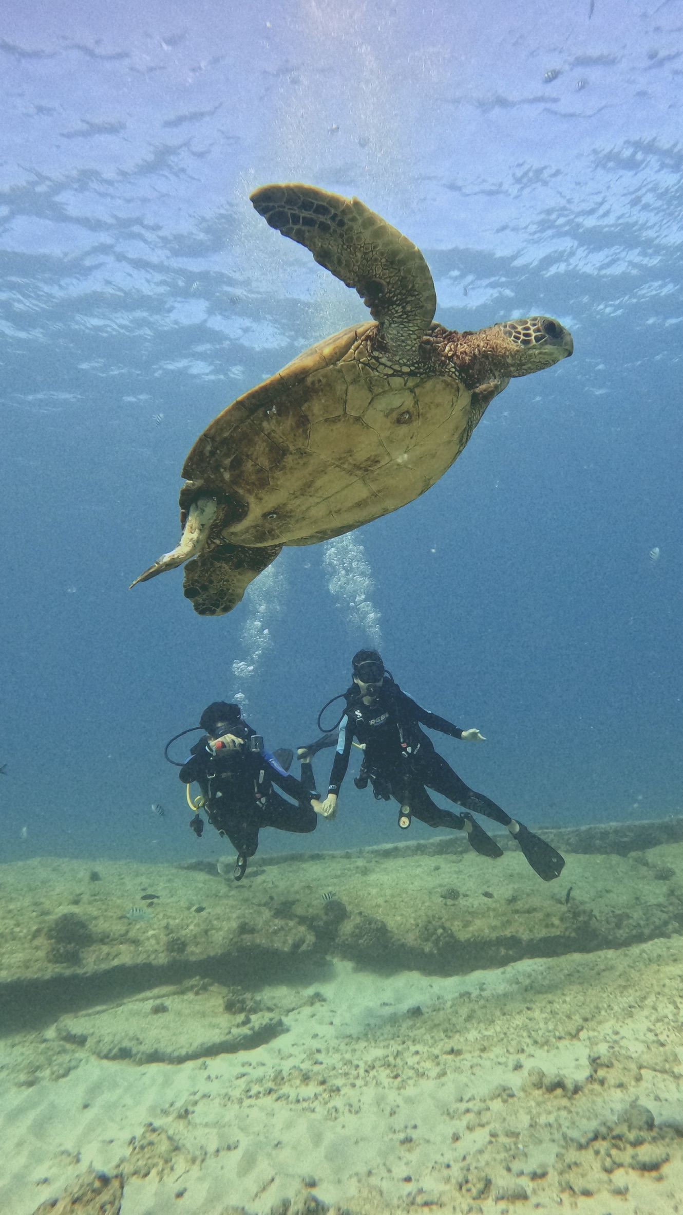 Hawaiian Green Sea Turtle